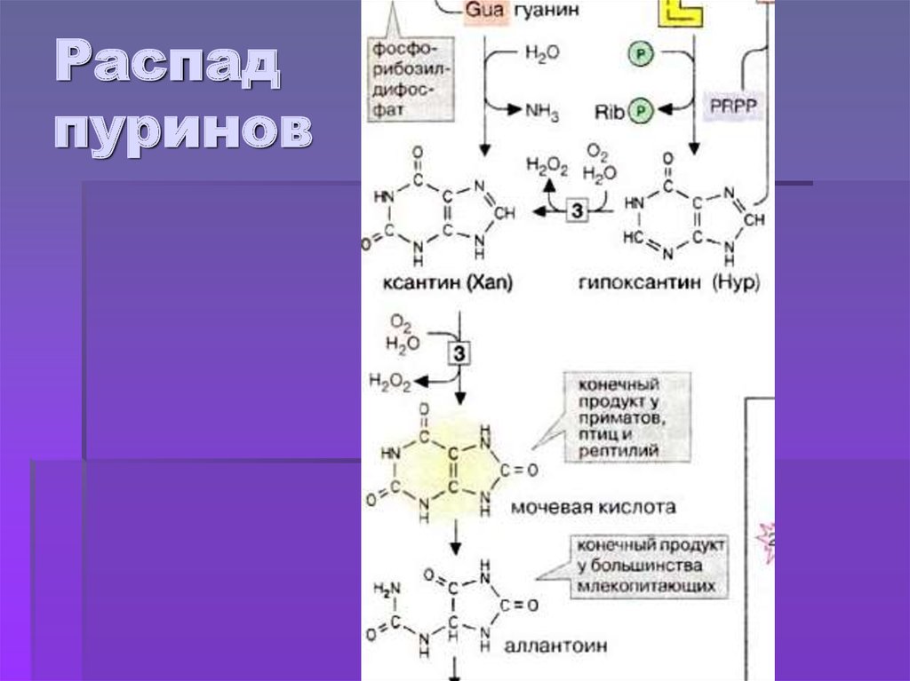 Распад пуринов