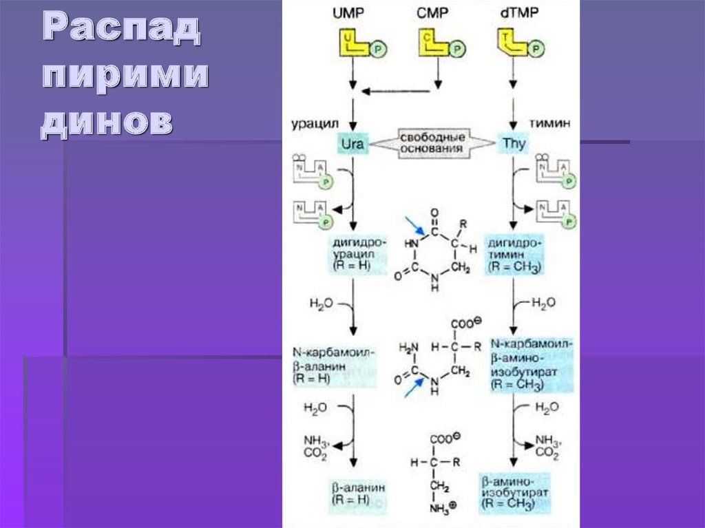 Свободные основания. Карбамоил. Азот в обмене веществ. Обменные процессы азота. Азотный метаболизм.