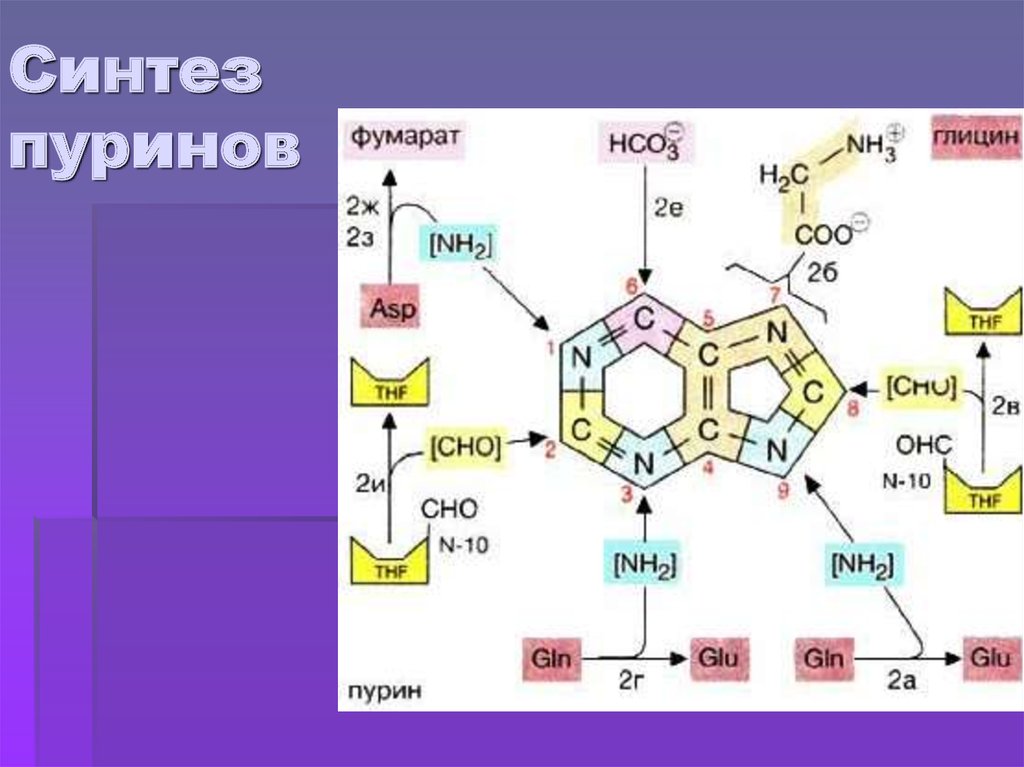 Можно синтез. Синтез пуриновых оснований схема. Синтез пуринов из ИМФ. Синтез пуриновых азотистых оснований. Синтез пуринов биохимия.