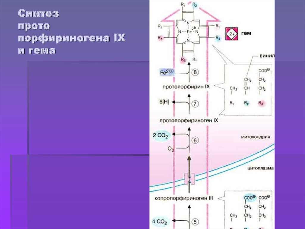 Синтез прото порфириногена IX и гема