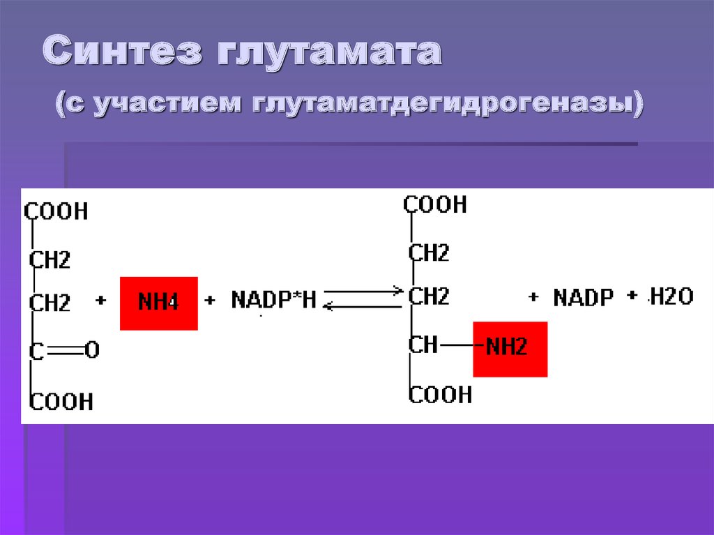 Составить синтез. Биосинтез глутамина из глутамата. Реакция синтеза глутамата. Синтез глутамата биохимия. Глутаматдегидрогеназа.