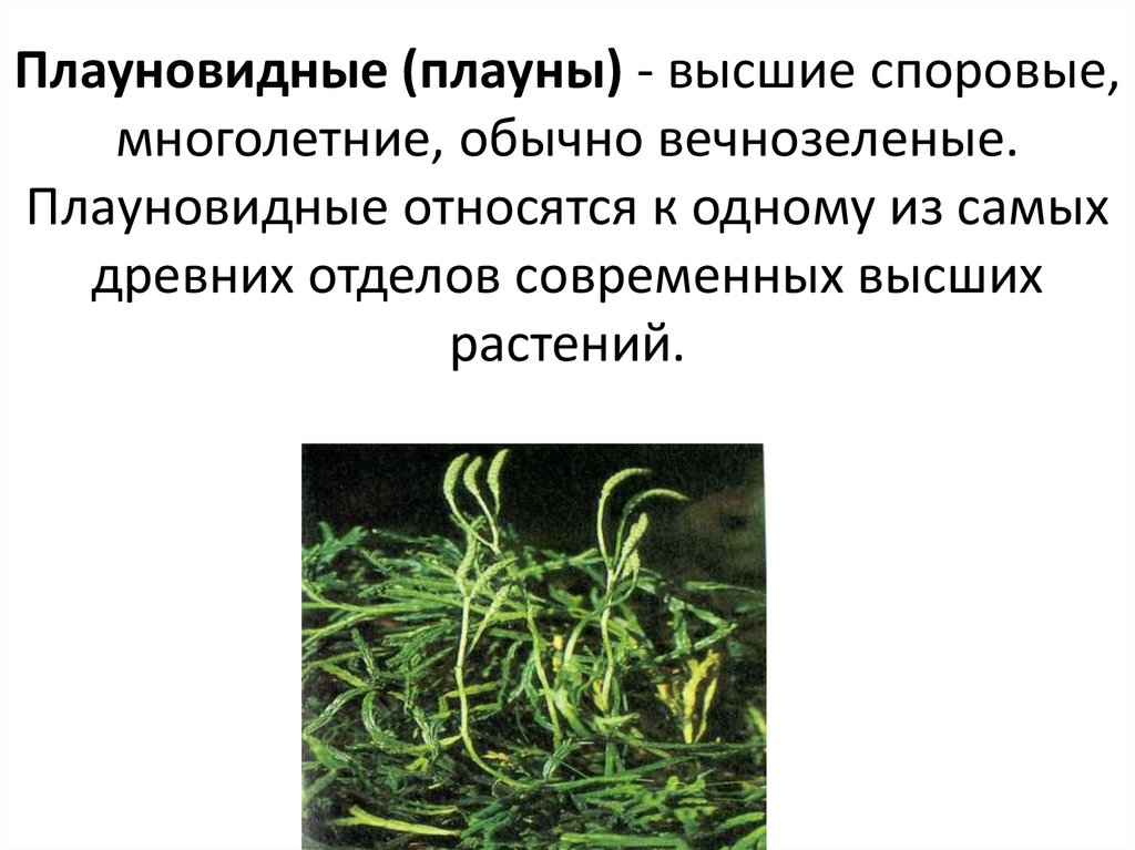 Зеленые водоросли папоротники голосеменные плауновидные