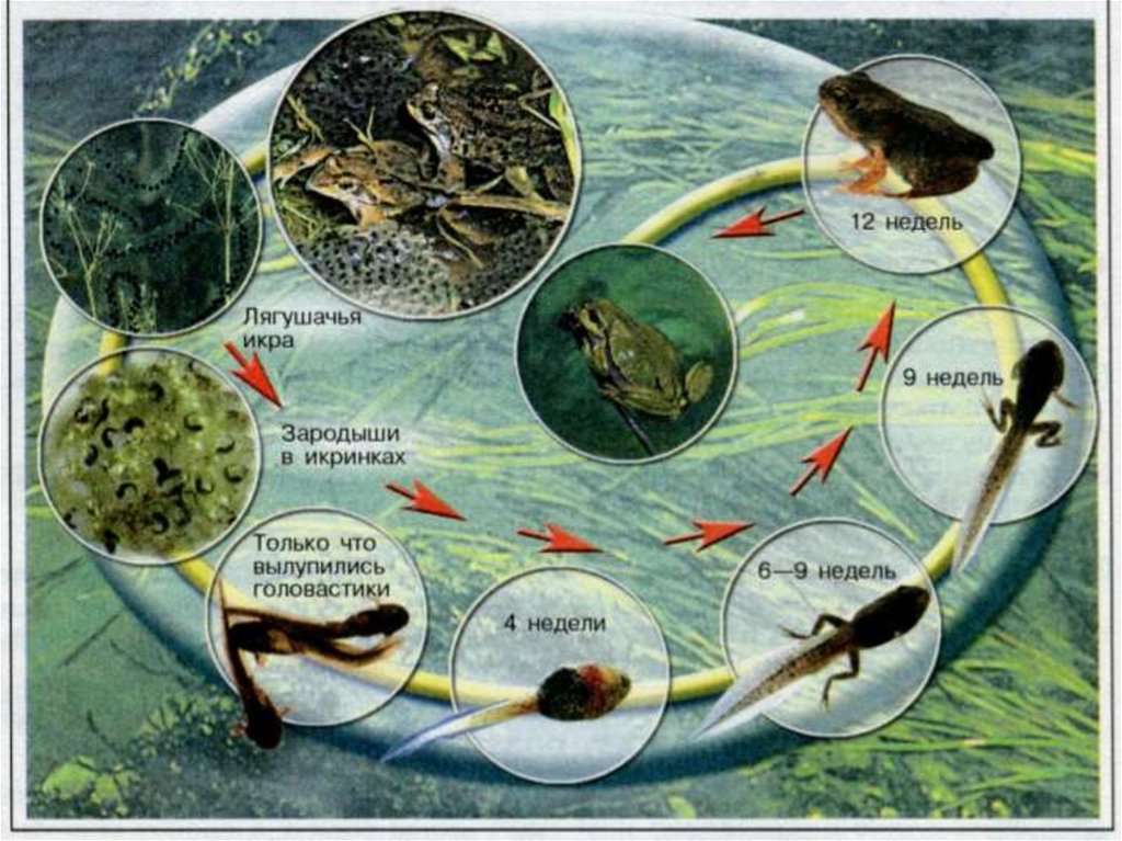 Размножение и оплодотворение не связано с водой. Цикл развития Озерной лягушки. Стадии цикла развития лягушки. Стадии размножения лягушки. Цикл развития лягушки схема.