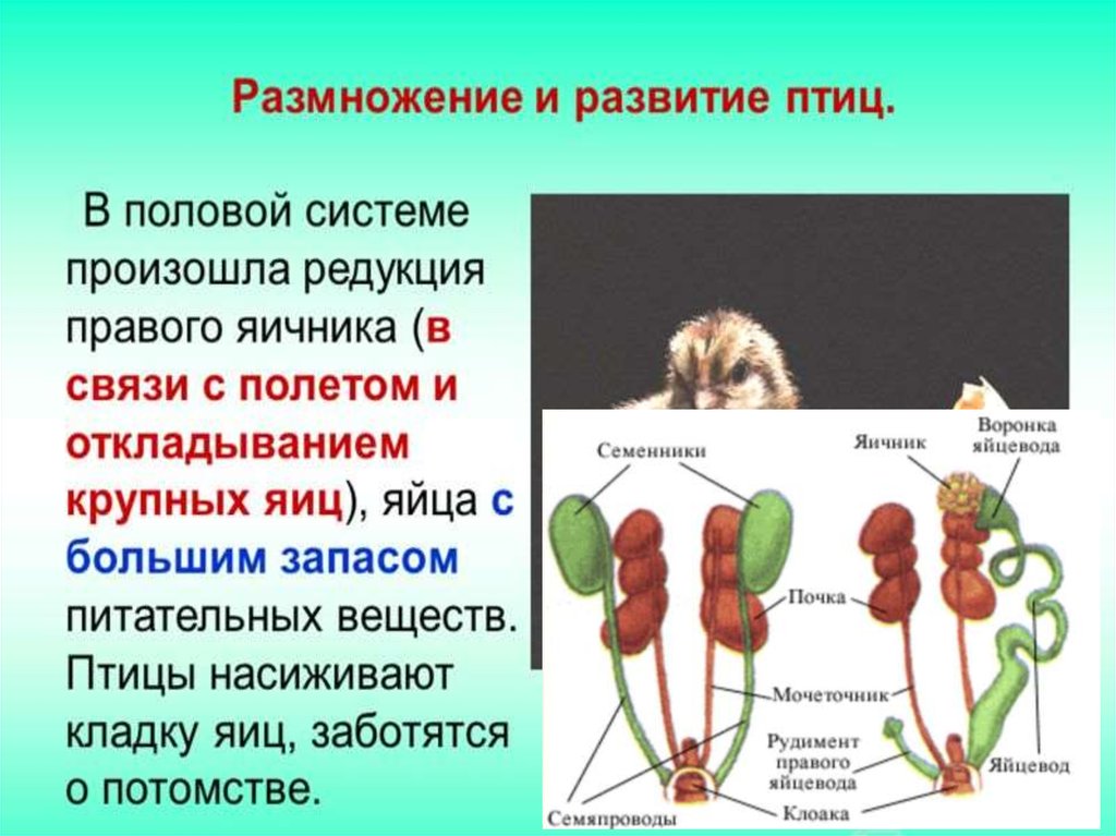 Эволюция репродуктивной системы. Эволюция репродуктивной системы у животных. Размножение дождевых червей. Развитие репродуктивной системы человека.