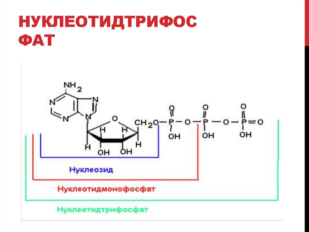 Нуклеиновые кислоты фосфор