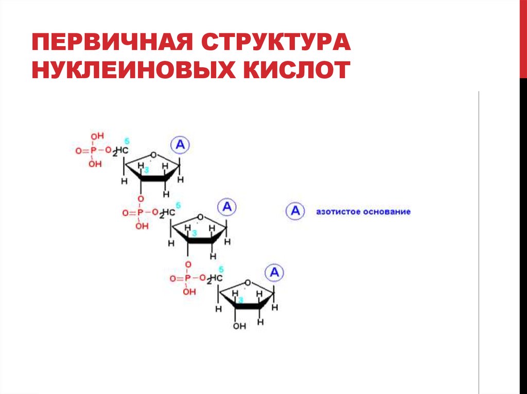 Первичная структура нуклеотида. Первичная структура нуклеиновых кислот. Структура нуклеиновых кислот первичная структура. Первичная структура нуклеиновых кислот определяется. Первичная структура нуклеиновых кислот пример.