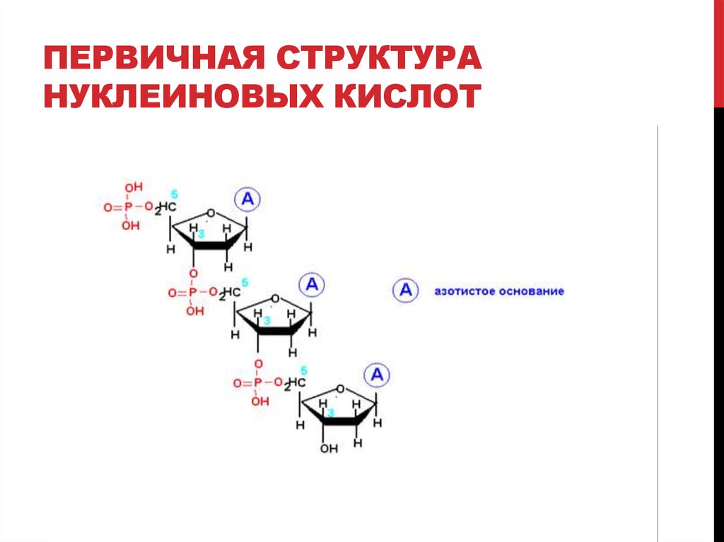 Строение нуклеиновых кислот биохимия презентация