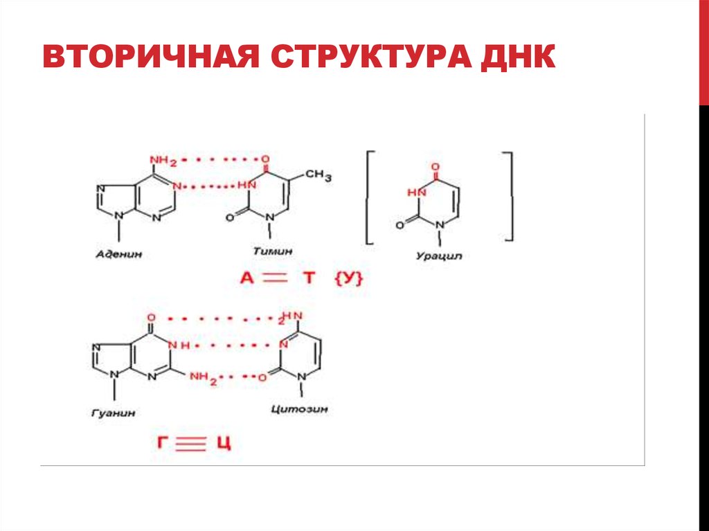 Вторичная структура днк