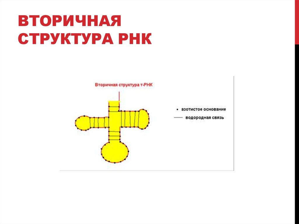 Вторичная структура РНК