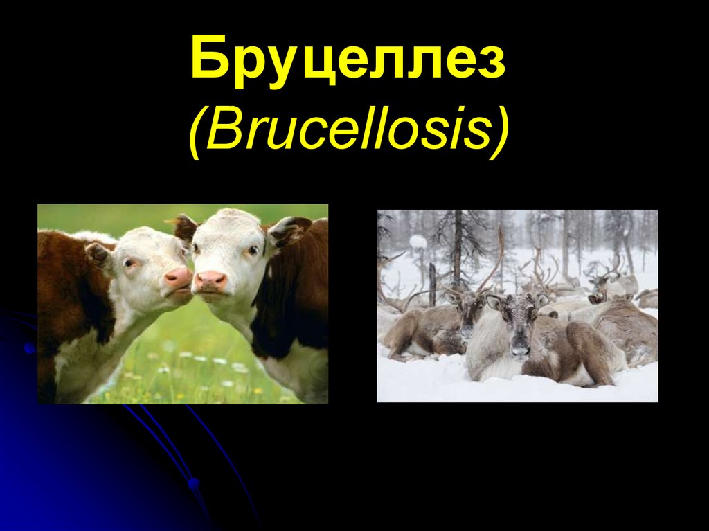 Бруцеллез эпидемиология презентация