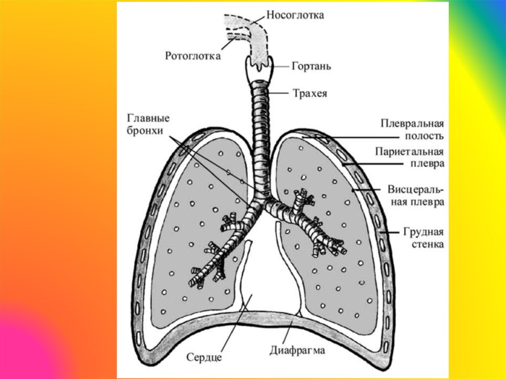 Строение бронхов и легких человека картинки