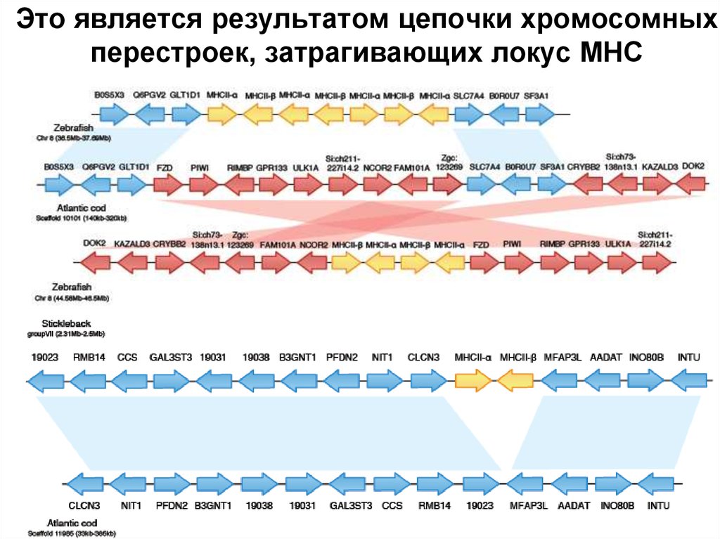 Результат цепочки. Локус МНС. Сравнение локусов МНС человека. Сир Локус.