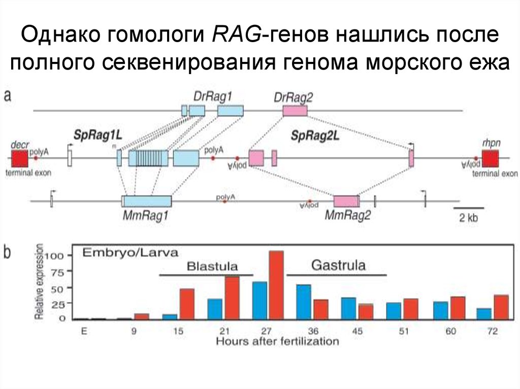 Ген расположен. Эволюционное иммунологию реферат. Аспекты эволюционной иммунологии.