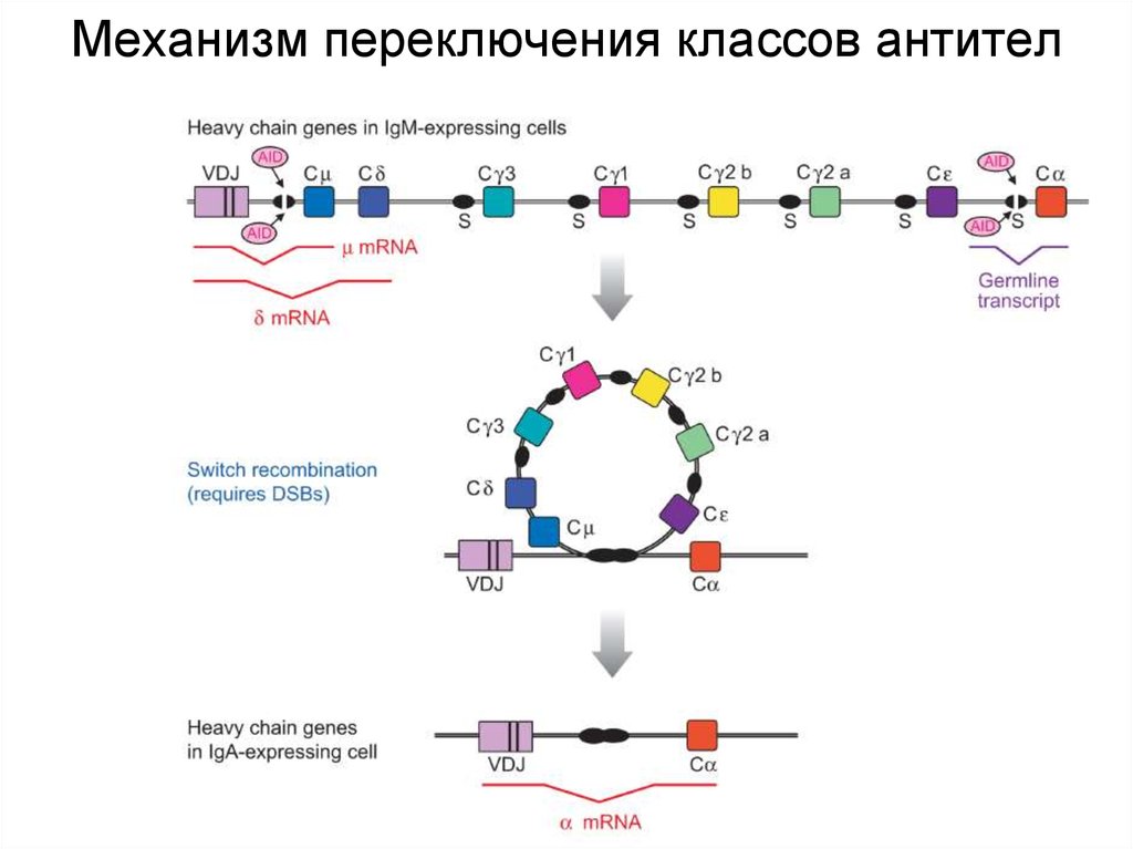 Схема кинетики образования антител