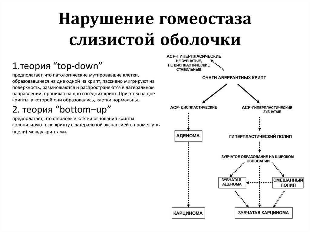 Гомеостаз факторы