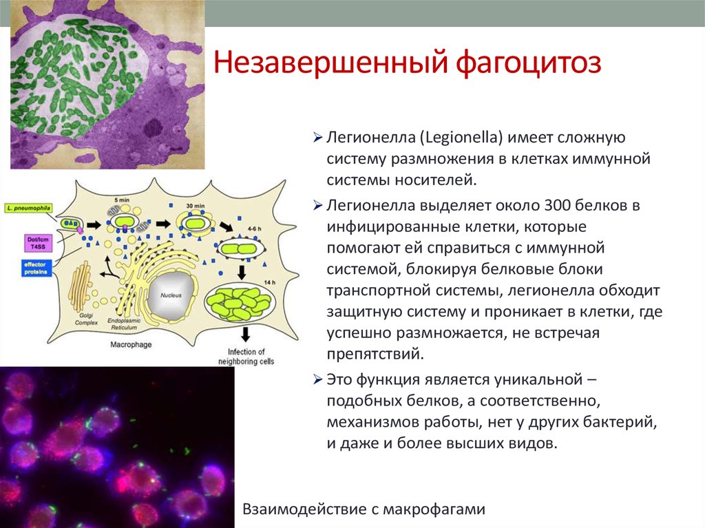 Активность макрофагов. Возбудитель легионеллеза микробиология. Стадии незавершенного фагоцитоза. Клетки осуществляющие фагоцитоз. Завершенный и незавершенный фагоцитоз.