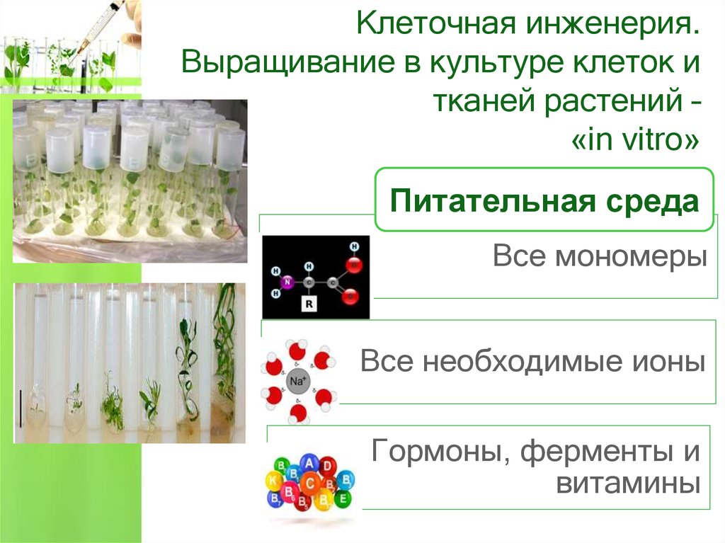 Клеточные культуры растений