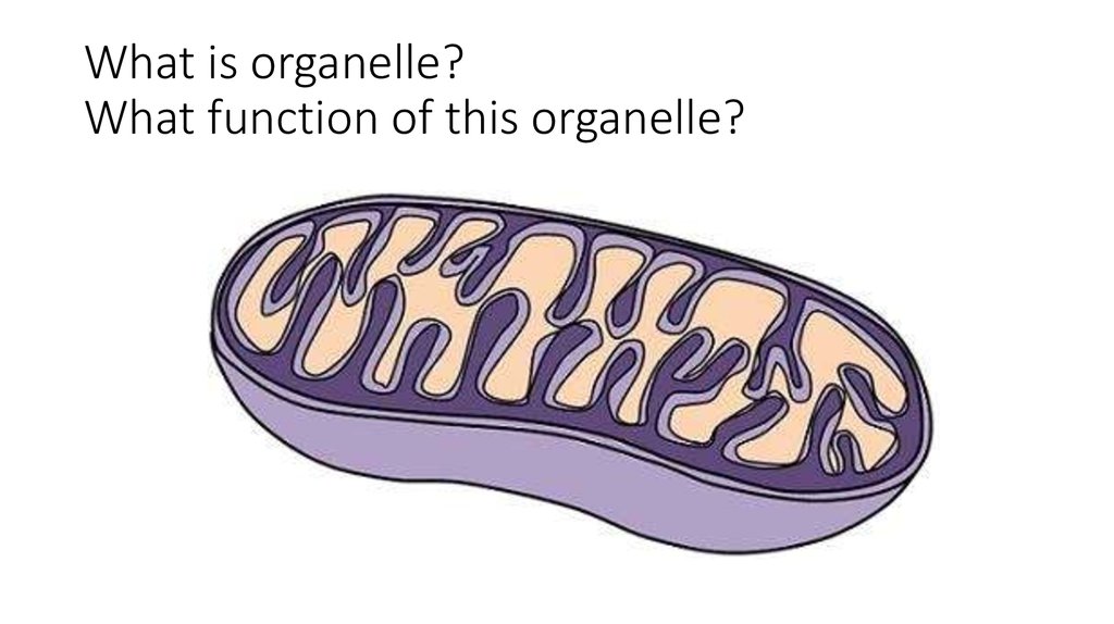 What is organelle? What function of this organelle?