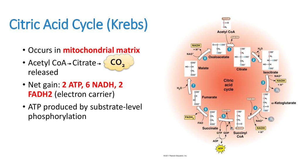 Citric Acid Cycle (Krebs)