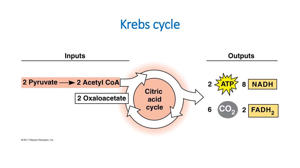 Krebs cycle
