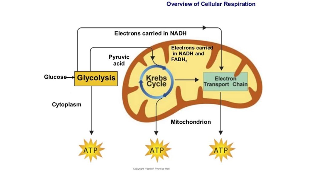 ebook serotonin and sleep molecular functional