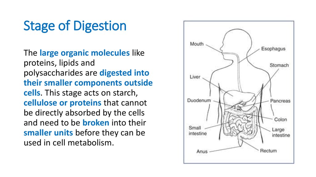 Stage of Digestion