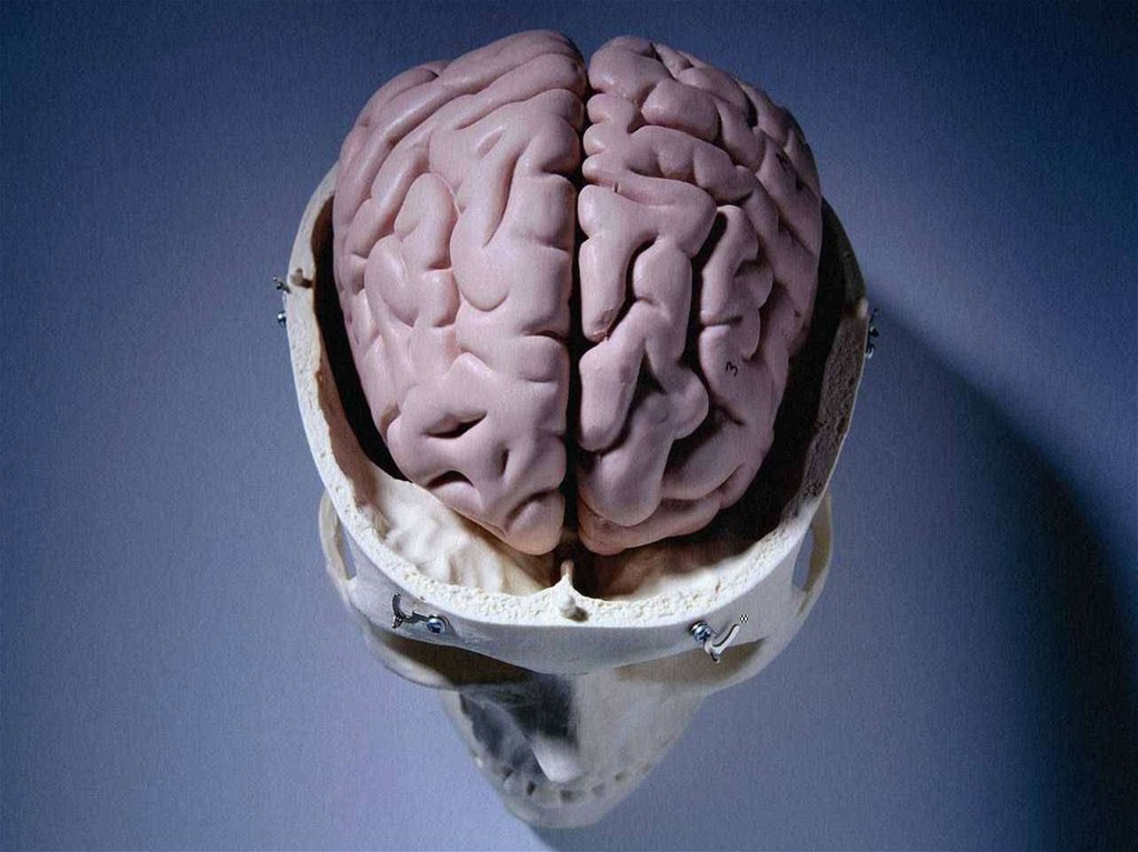 Brain disorder. Красивый мозг.