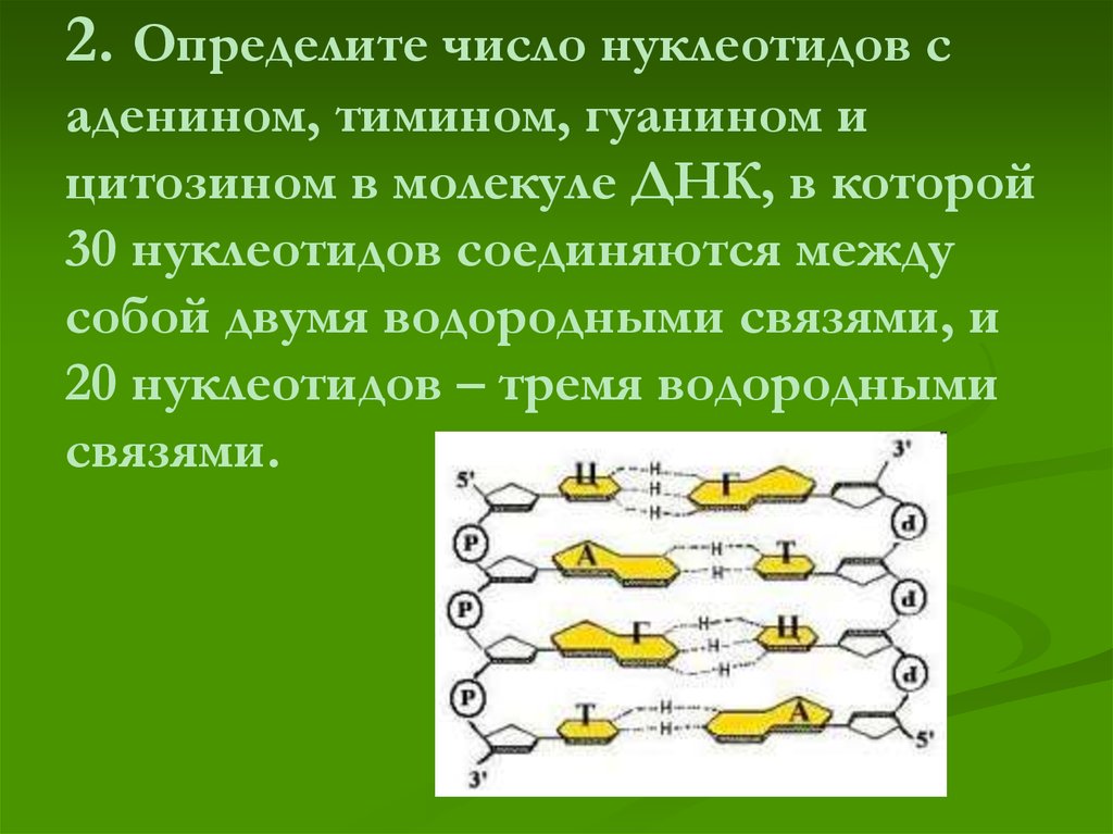 Нуклеотидов с гуанином соответствует нуклеотид с. Связь между аденином и урацилом. Число водородных связей между гуанином и цитозином в молекуле ДНК. Количество связей между нуклеотидами. Число водородных связей между аденином и тимином в молекуле ДНК равно.