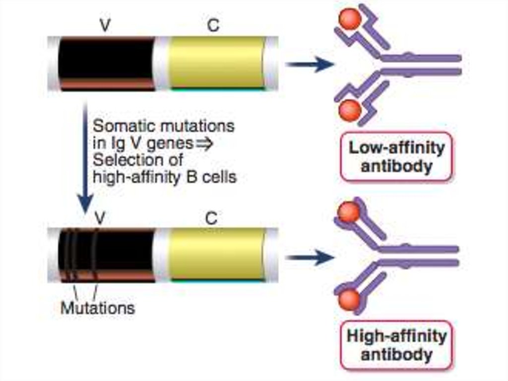 Синтез иммуноглобулинов. Переключение синтеза с мембранных на секретируемые иммуноглобулины. Affinity Cellular.