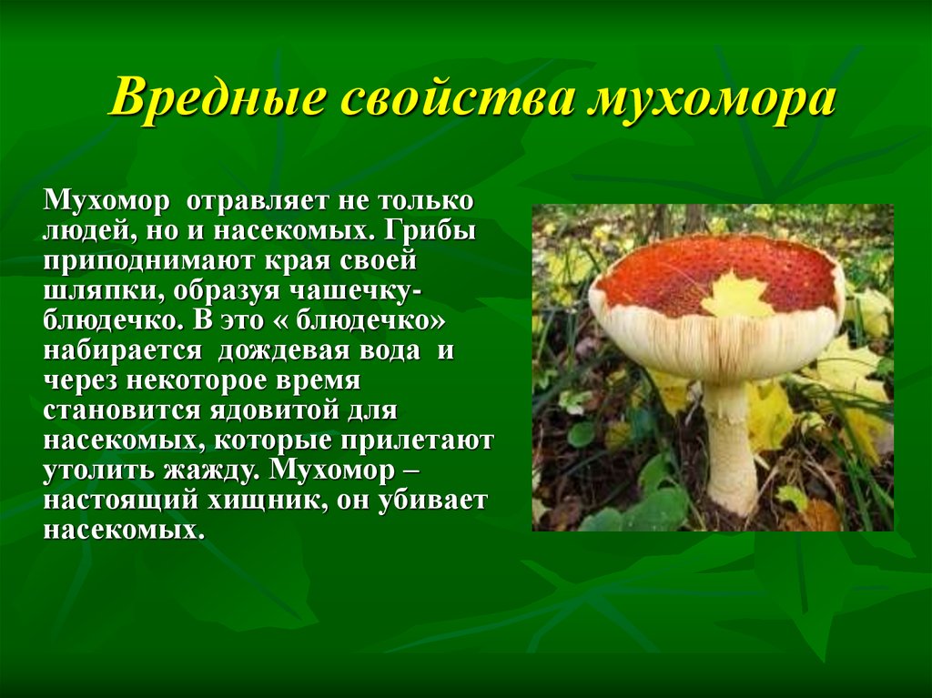 Почему грибы употребляют в пищу. Шляпочные грибы мухомор. Опасные ядовитые грибы му. Факты о несъедобных грибах. Опасные растения и грибы мухомор красный.