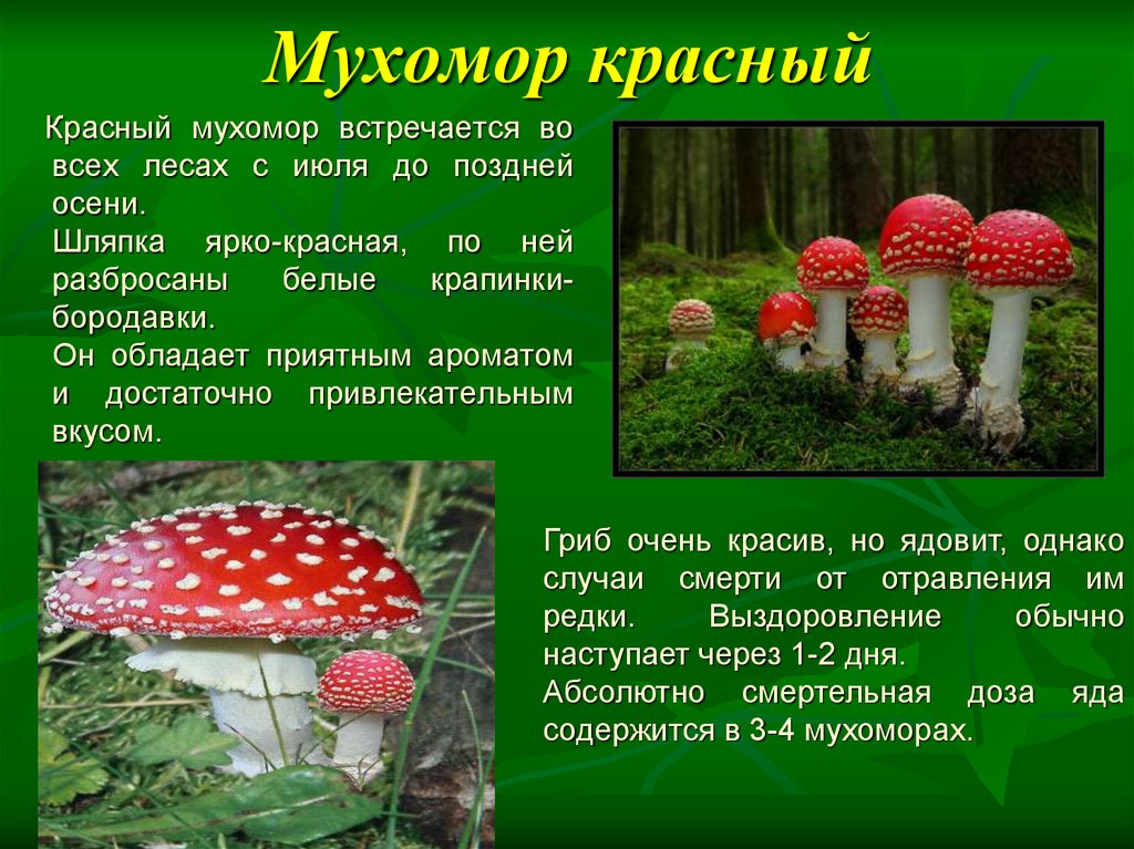 Информация про грибы. Доклад про грибы 3 класс окружающий мир мухомор. Мухомор ядовитый гриб 2 класс. Мухомор красный доклад. Ядовитый гриб мухомор доклад.