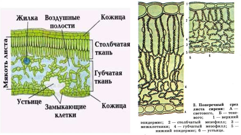 Столбчатая ткань. Губчатаякани листа клетки. Столбчатая и губчатая ткани под микроскопом. Поперечный срез листа столбчатая ткань. Строение губчатой ткани листа.