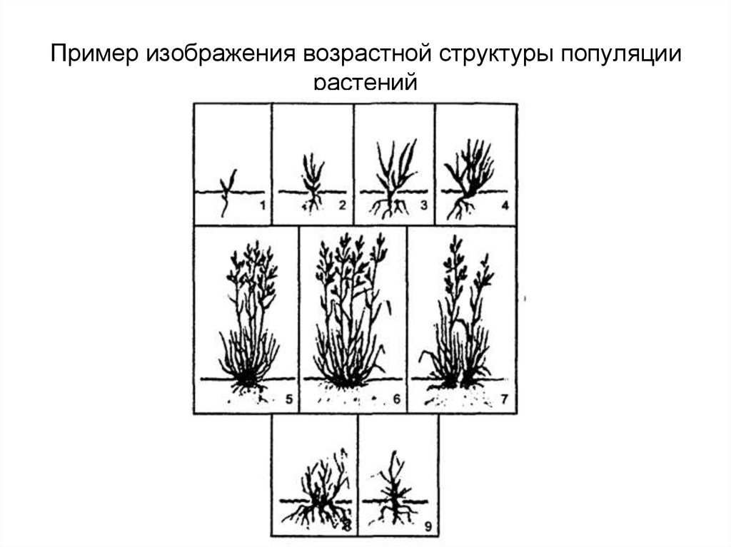 Пример изображения. Возрастная структура растительной популяции. Возрастная структура популяции растений. Возрастная структура популяции раст. Структура популяции растений.