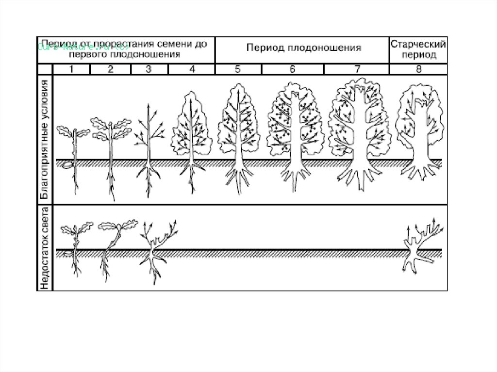 Репродуктивный период растений. Онтогенез дуба черешчатого. Этапы онтогенеза растений. Онтогенез древесных растений. Стадии онтогенеза деревьев.
