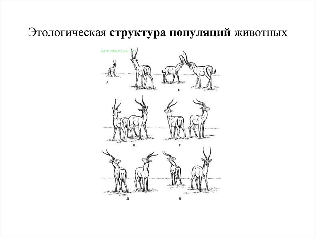 Группа горилл представленная на рисунке иллюстрируют структуру популяции