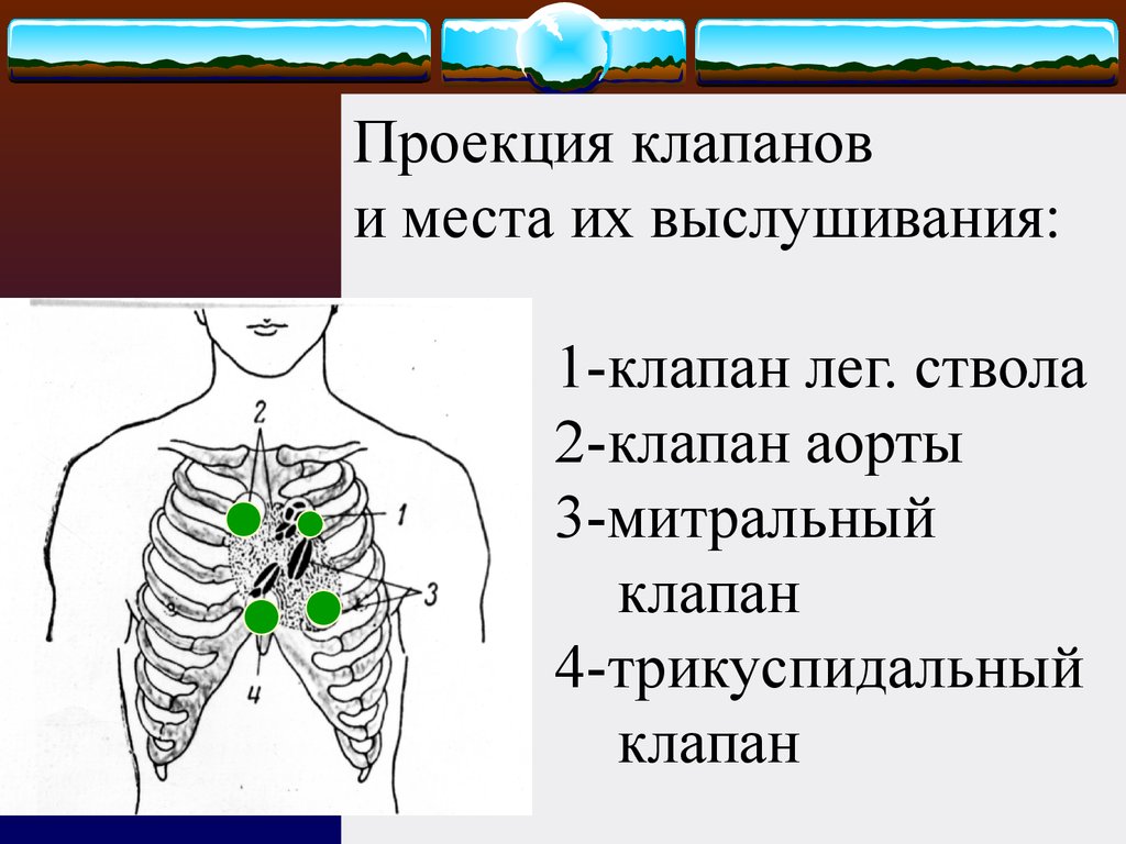 Где находится трикуспидальный клапан