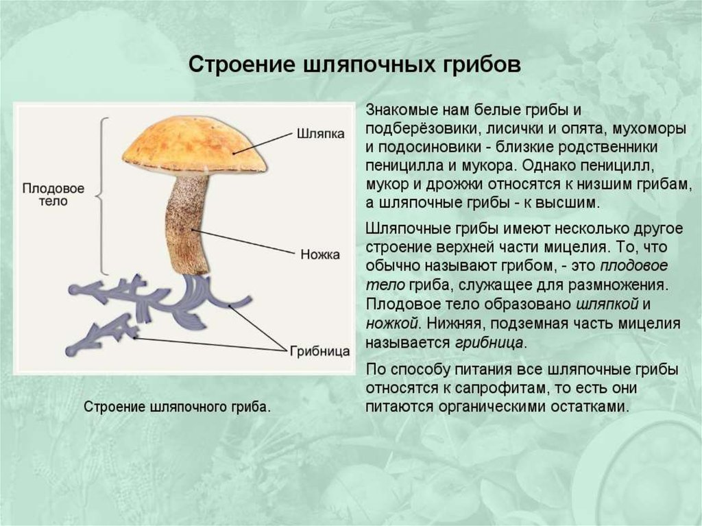 Презентация на тему многообразие и значение грибов 5 класс