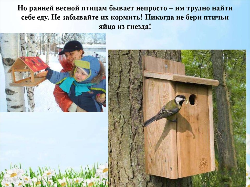 Как заботиться о птицах. Забота о птицах. Как человек заботится о птицах. Весеннее поведение птиц. Птицы весной для дошкольников.