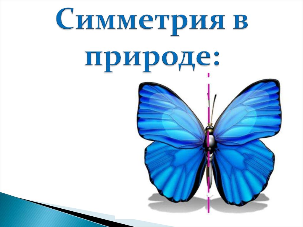 Симметрия в пространстве класс. Симметрия в пространстве в природе. Симметрия в природе презентация. Симметрия в пространстве бабочка. Симметрия в природе титульный лист.