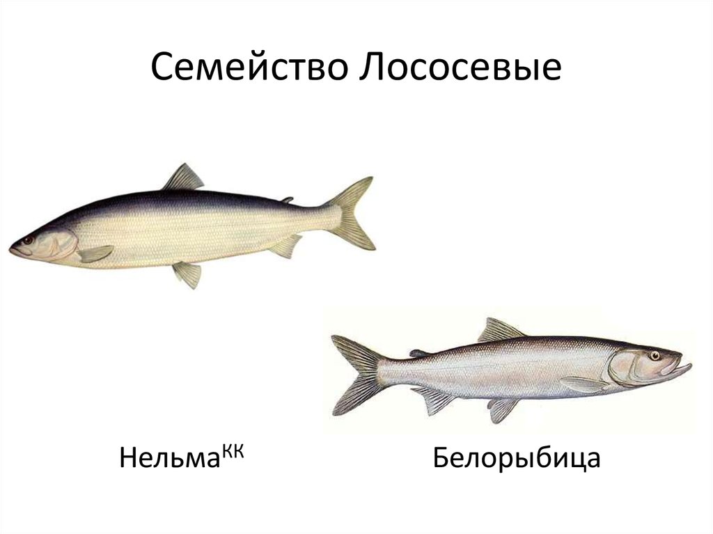 Таблица лососевых рыб