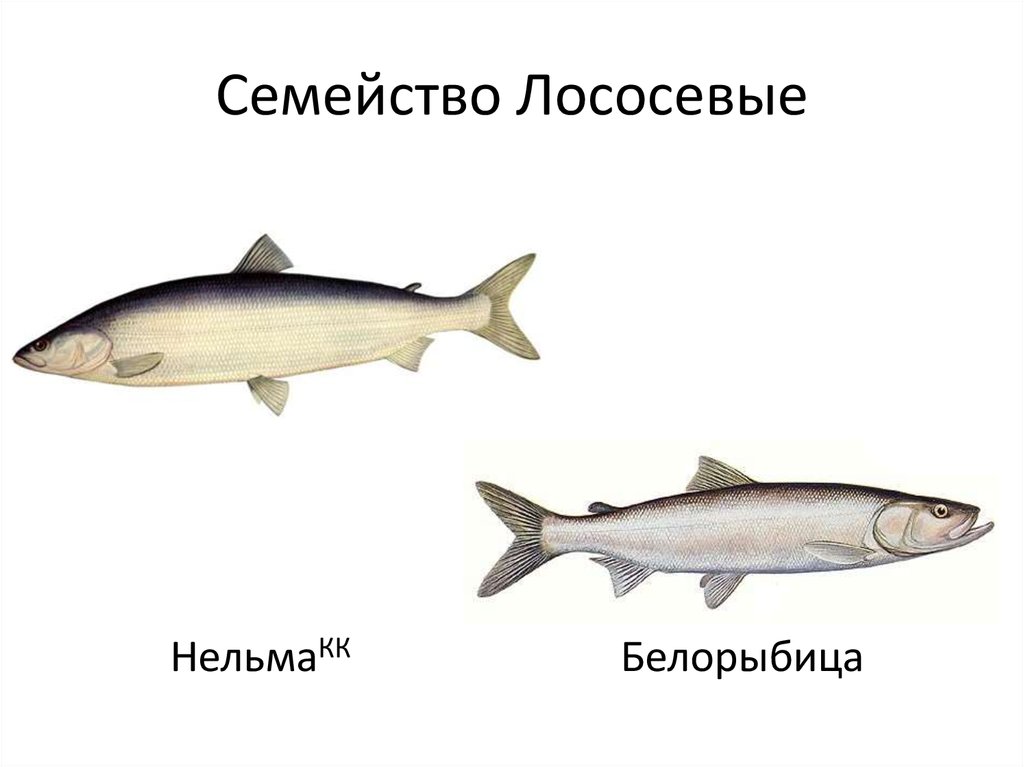 Виды лосося. Семейство лососевых рыб Нельма. Внешний вид лососевых рыб. Рыбы семейства лососевых названия. Назовите рыб семейства лососевых.