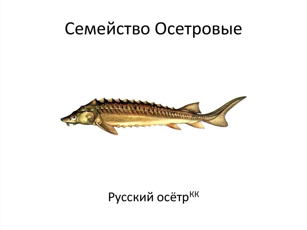 Рыба семейства осетровых 6 букв на к. Семейство осетровые. Русский осётр семейство. Загадки о осетровые. Семейство осетровые рисунок.