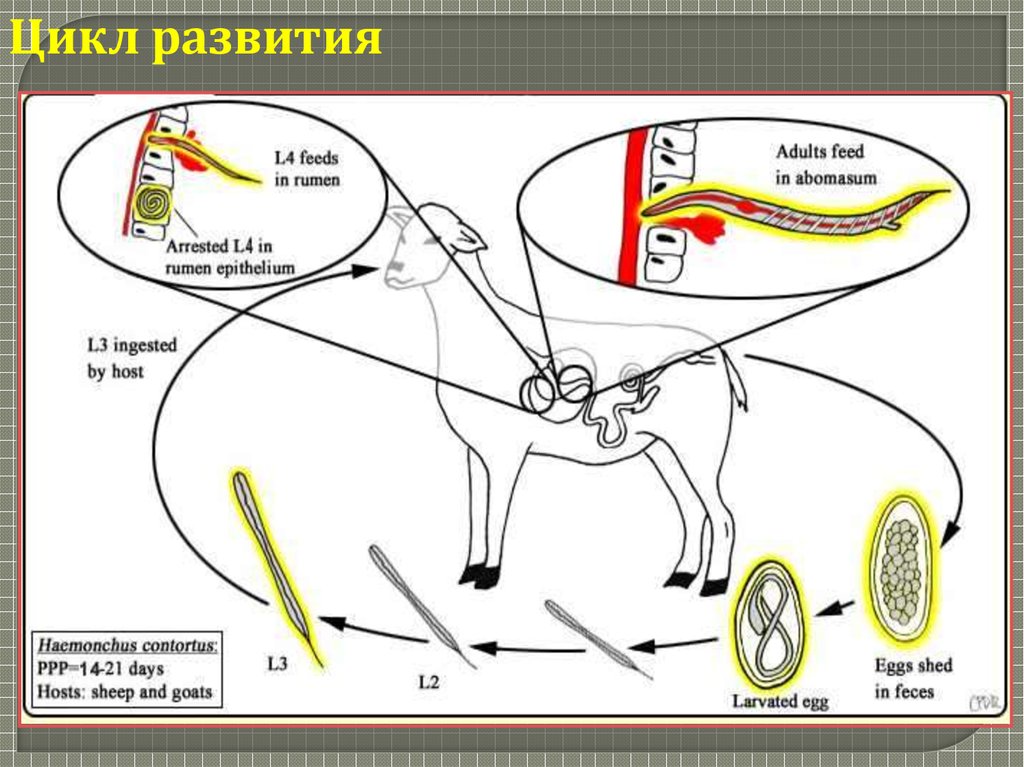 Схема развития стронгилят жкт жвачных