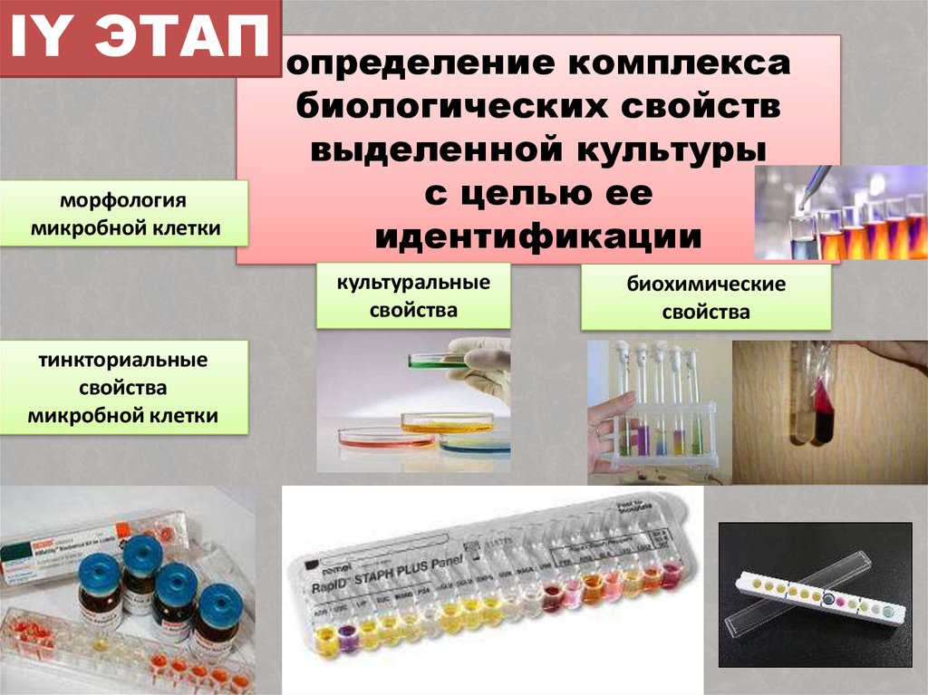 Методы обнаружения простейших образцы каких тканей берутся на исследования