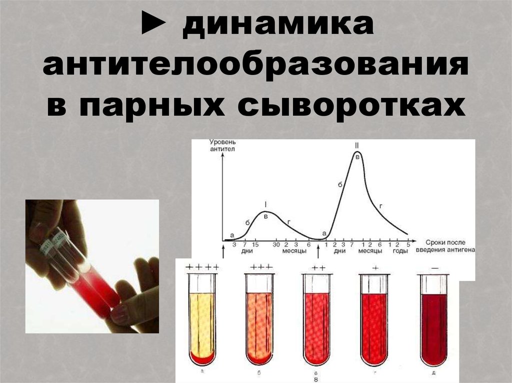 Метод парных сывороток. Серологический метод диагностики. Метод парных сывороток в диагностике инфекционных заболеваний. Динамика антителообразования микробиология. Серологический метод диагностики инфекционных заболеваний.