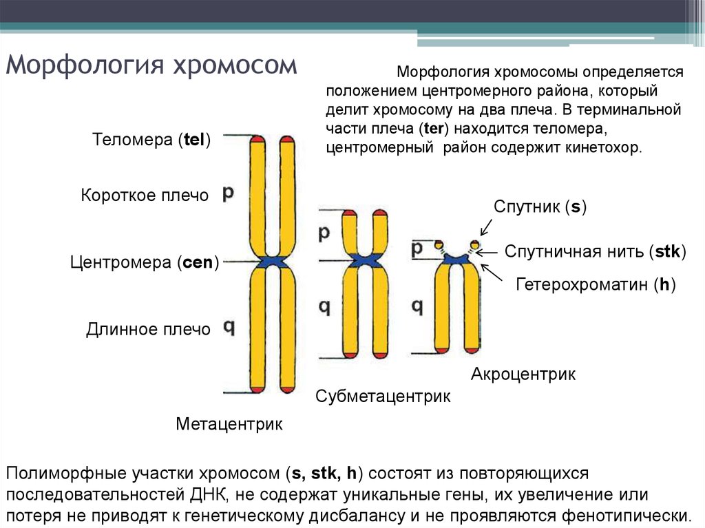 Внутреннее строение хромосом. Морфологические типы метафазных хромосом.. Морфологическая организация хромосом. Строение хромосомы название. Строение хромосомы генетика.