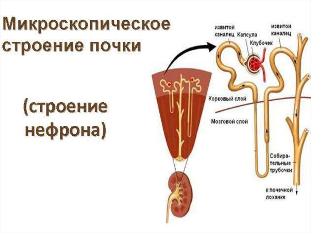 Нефрон почки рисунок