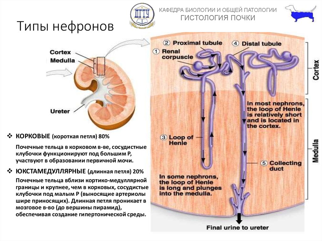 Почка гистология рисунок с подписями