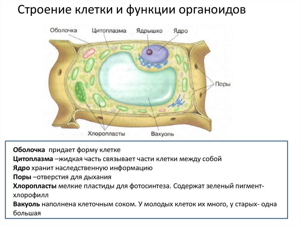 Клетка вакуоль цитоплазма ядро