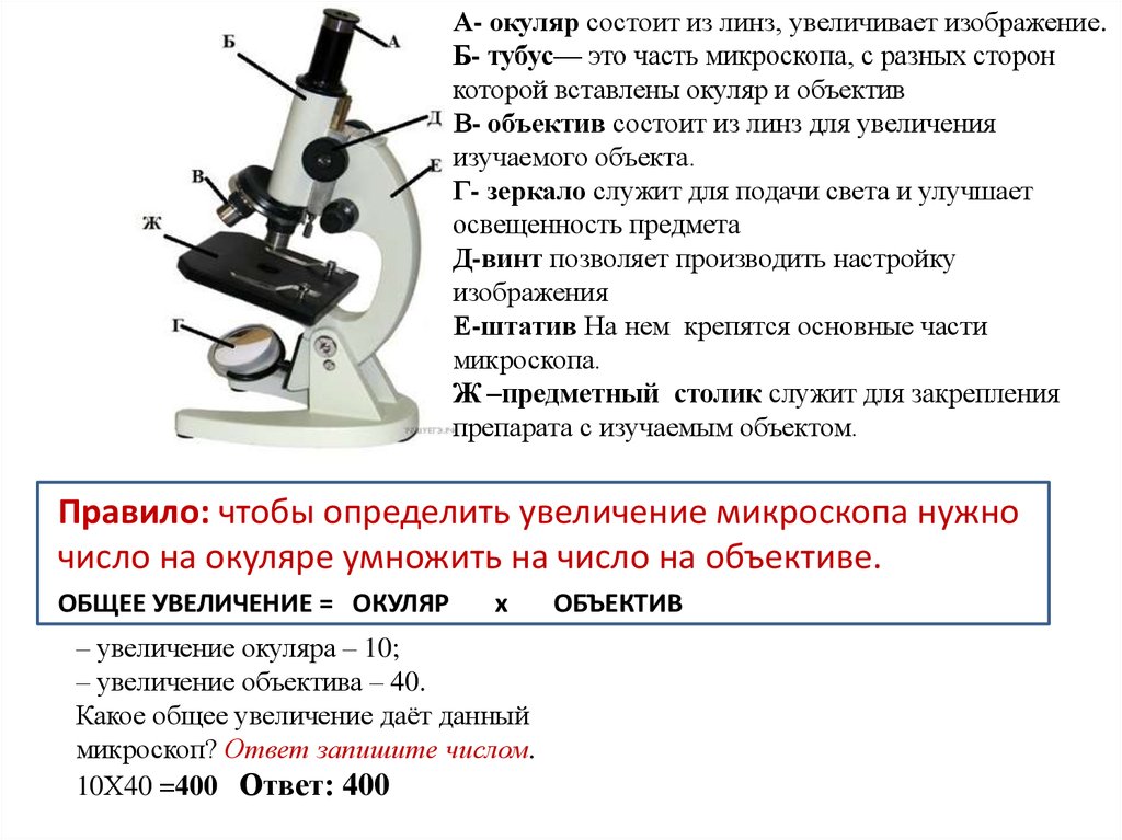 Части микроскопа выполняют функции штатив. Что такое окуляр в микроскопе 5 класс биология. Окуляр микроскопа 100 кратный. Что такое тубус в микроскопе 5 класс. Окуляр микроскопа строение микроскопа.
